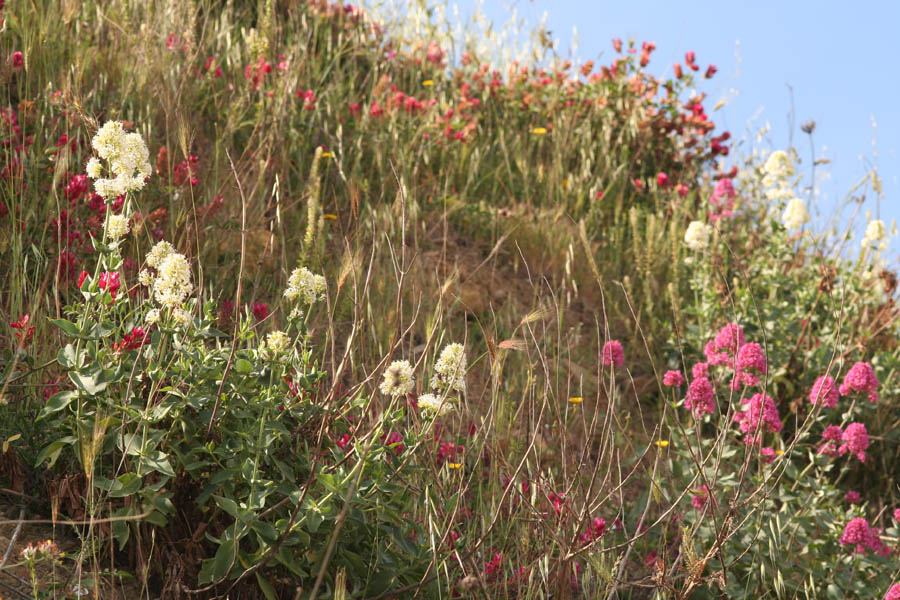 Centranthus ruber albino/ Camarezza comune bianca